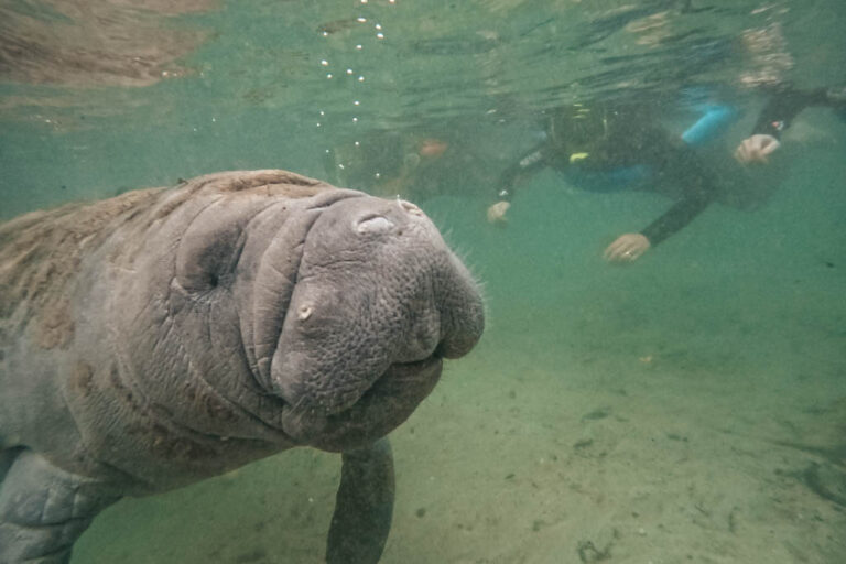 Manatee Tales - Crystal River Manatee Adventures